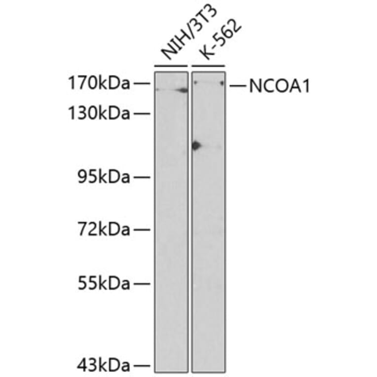 Western Blot - Anti-KAT13A/SRC1 Antibody (A13275) - Antibodies.com