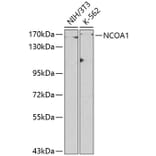 Western Blot - Anti-KAT13A/SRC1 Antibody (A13275) - Antibodies.com