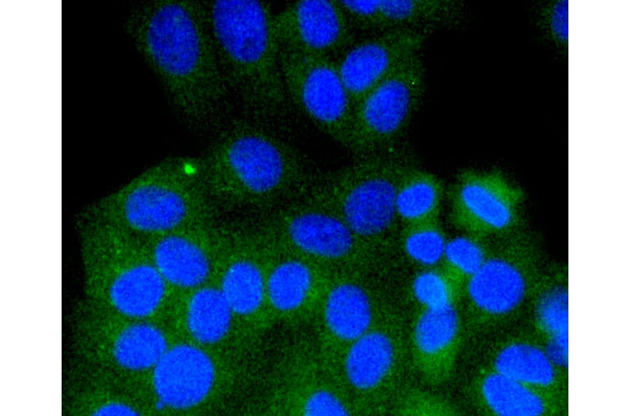 Immunofluorescence - Anti-RAB9A Antibody (A11290) - Antibodies.com