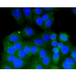 Immunofluorescence - Anti-RAB9A Antibody (A11290) - Antibodies.com