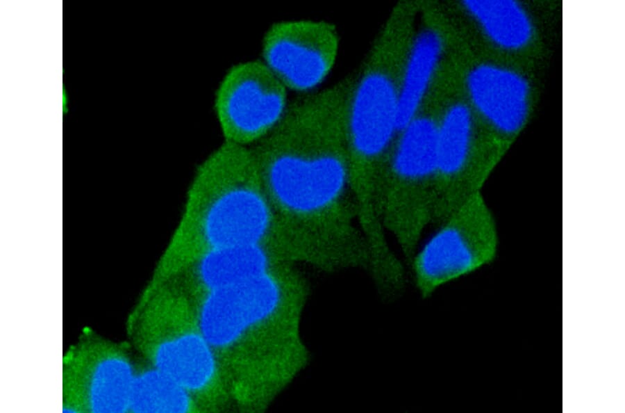Immunofluorescence - Anti-RAB9A Antibody (A11290) - Antibodies.com