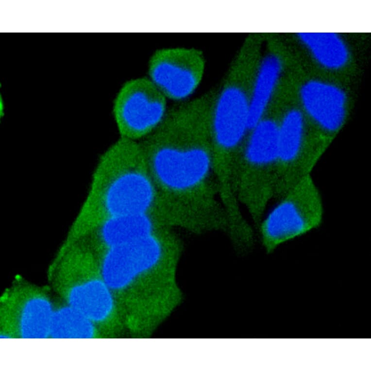 Immunofluorescence - Anti-RAB9A Antibody (A11290) - Antibodies.com