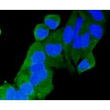 Immunofluorescence - Anti-RAB9A Antibody (A11290) - Antibodies.com