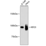 Western Blot - Anti-KIF23 Antibody (A11293) - Antibodies.com