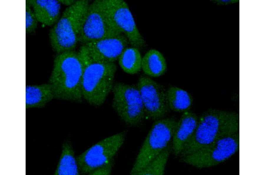 Immunofluorescence - Anti-KIF23 Antibody (A11293) - Antibodies.com