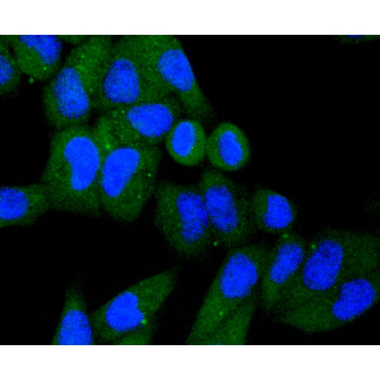 Immunofluorescence - Anti-KIF23 Antibody (A11293) - Antibodies.com