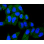 Immunofluorescence - Anti-KIF23 Antibody (A11293) - Antibodies.com
