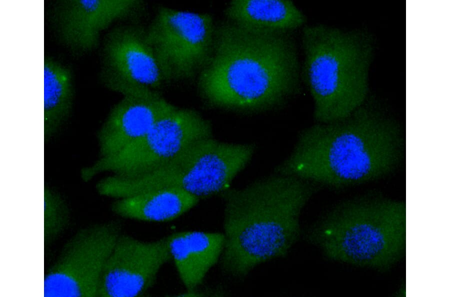 Immunofluorescence - Anti-KIF23 Antibody (A11293) - Antibodies.com