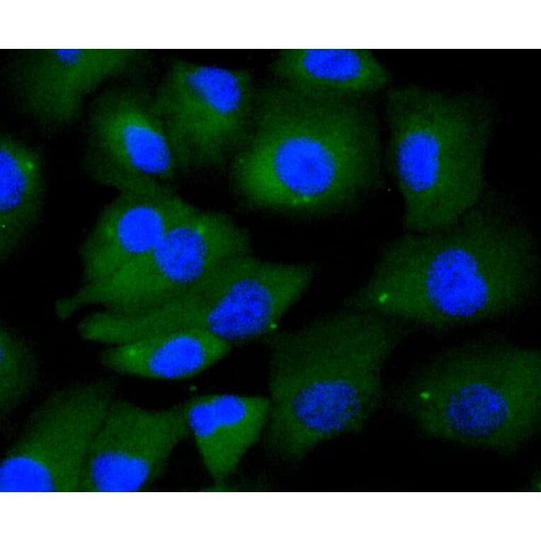 Immunofluorescence - Anti-KIF23 Antibody (A11293) - Antibodies.com