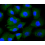 Immunofluorescence - Anti-KIF23 Antibody (A11293) - Antibodies.com