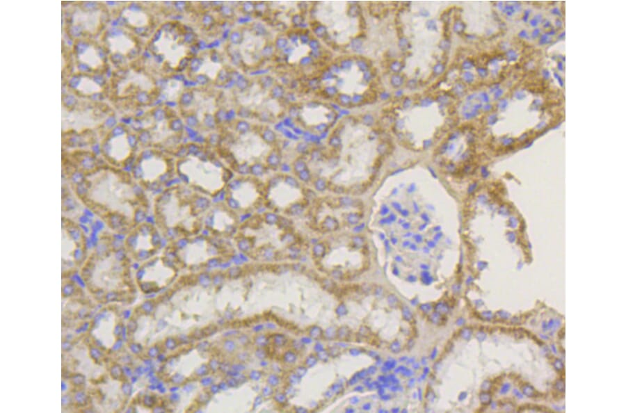 Immunohistochemistry - Anti-TOMM20 Antibody (A11308) - Antibodies.com
