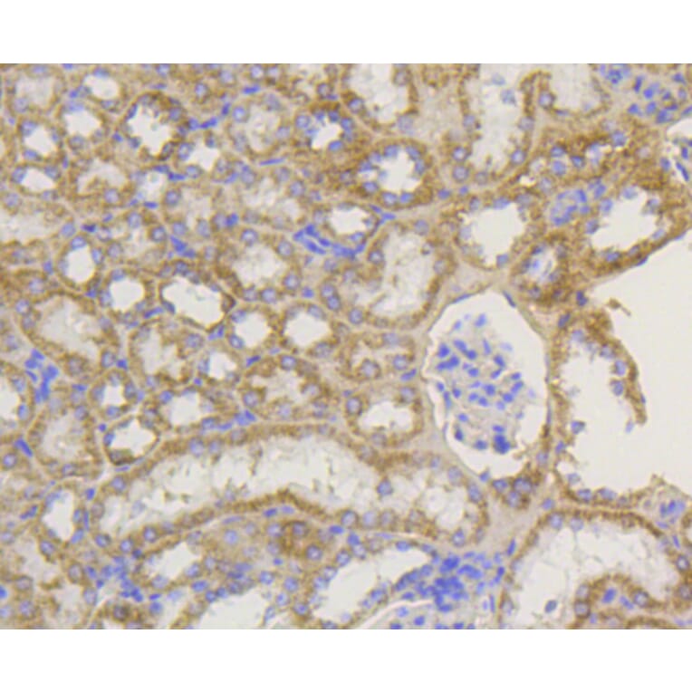 Immunohistochemistry - Anti-TOMM20 Antibody (A11308) - Antibodies.com