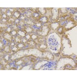 Immunohistochemistry - Anti-TOMM20 Antibody (A11308) - Antibodies.com