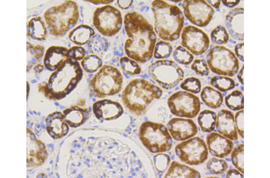 Immunohistochemistry - Anti-TOMM20 Antibody (A11308) - Antibodies.com
