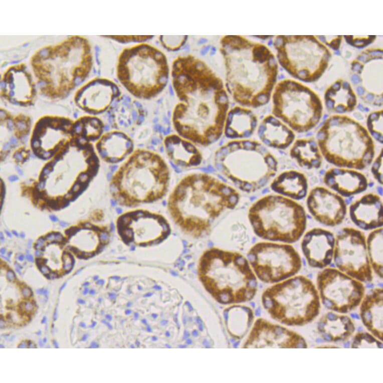 Immunohistochemistry - Anti-TOMM20 Antibody (A11308) - Antibodies.com