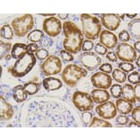 Immunohistochemistry - Anti-TOMM20 Antibody (A11308) - Antibodies.com