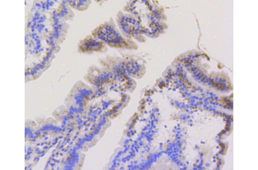 Immunohistochemistry - Anti-TOMM20 Antibody (A11308) - Antibodies.com