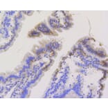 Immunohistochemistry - Anti-TOMM20 Antibody (A11308) - Antibodies.com