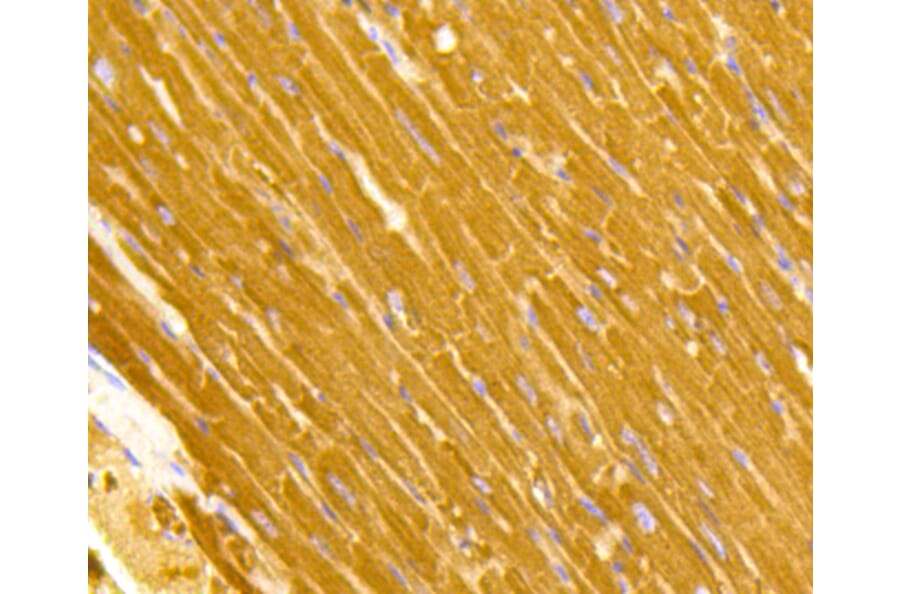 Immunohistochemistry - Anti-TOMM20 Antibody (A11308) - Antibodies.com