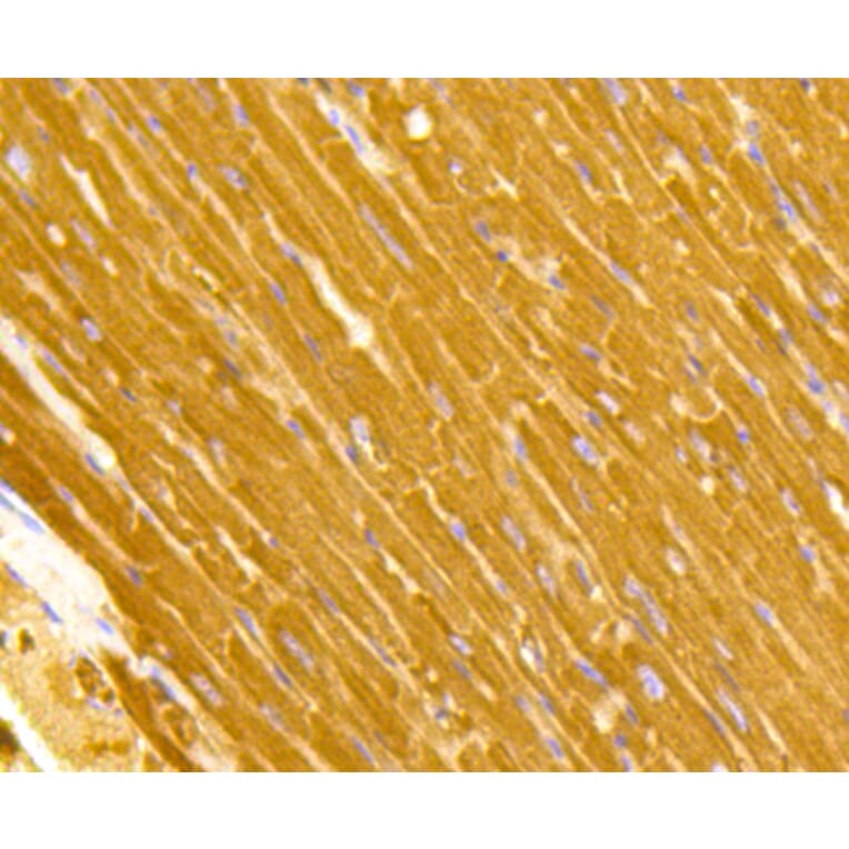 Immunohistochemistry - Anti-TOMM20 Antibody (A11308) - Antibodies.com