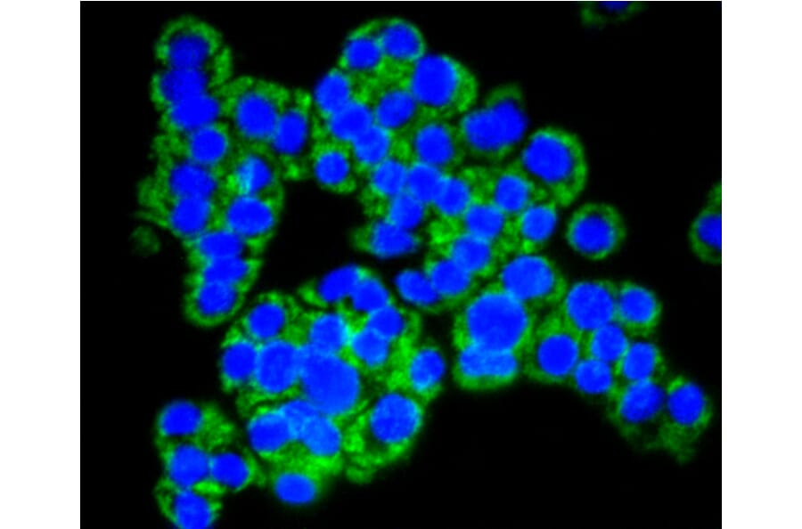 Immunofluorescence - Anti-TOMM20 Antibody (A11308) - Antibodies.com