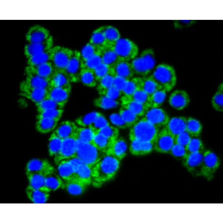 Immunofluorescence - Anti-TOMM20 Antibody (A11308) - Antibodies.com