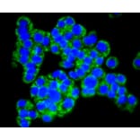 Immunofluorescence - Anti-TOMM20 Antibody (A11308) - Antibodies.com
