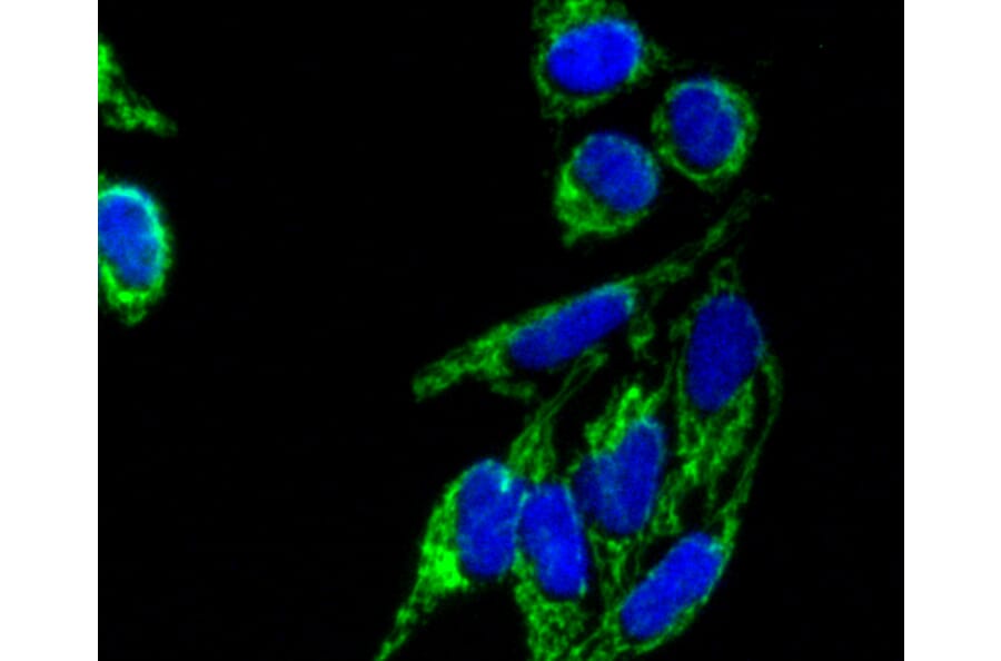 Immunofluorescence - Anti-TOMM20 Antibody (A11308) - Antibodies.com