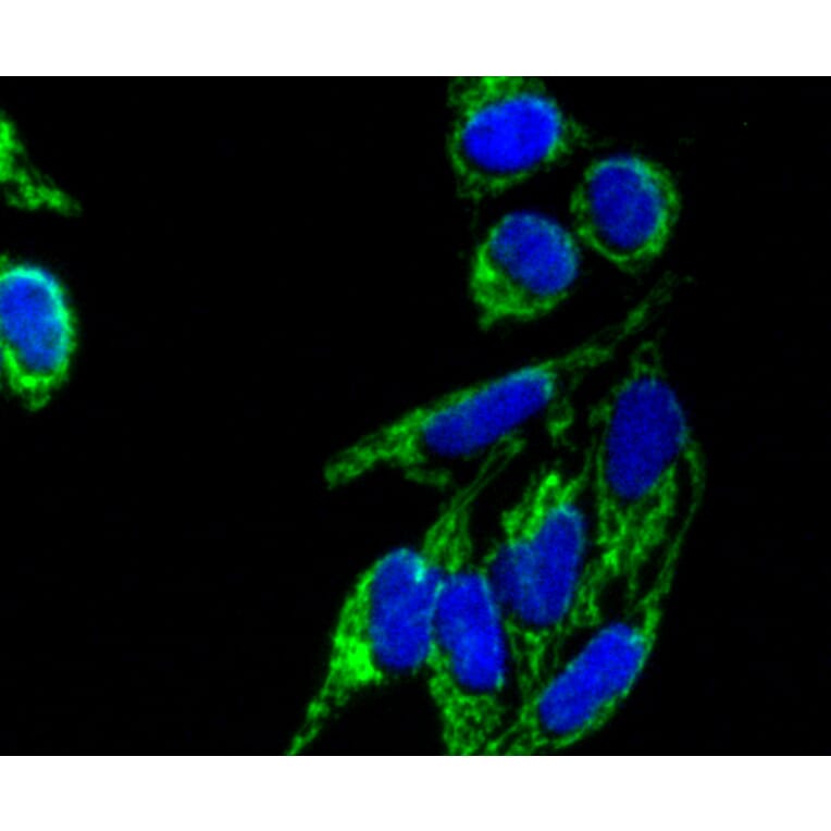 Immunofluorescence - Anti-TOMM20 Antibody (A11308) - Antibodies.com