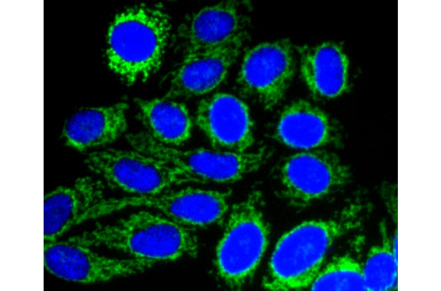 Immunofluorescence - Anti-TOMM20 Antibody (A11308) - Antibodies.com