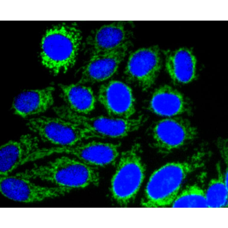 Immunofluorescence - Anti-TOMM20 Antibody (A11308) - Antibodies.com