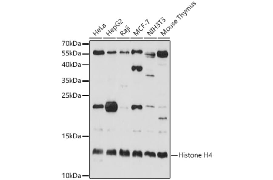 Western Blot - Anti-Histone H4 Antibody (A13282) - Antibodies.com