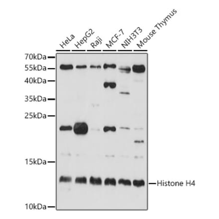 Western Blot - Anti-Histone H4 Antibody (A13282) - Antibodies.com