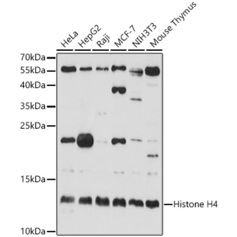 Western Blot - Anti-Histone H4 Antibody (A13282) - Antibodies.com