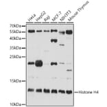 Western Blot - Anti-Histone H4 Antibody (A13282) - Antibodies.com