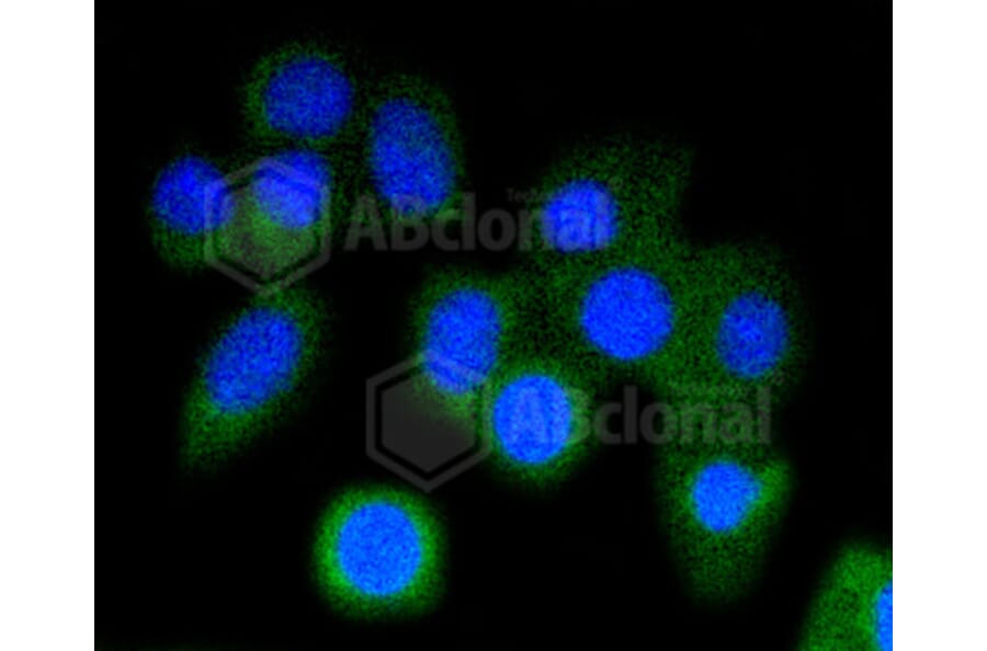 Immunofluorescence - Anti-ARPC5 Antibody (A11317) - Antibodies.com
