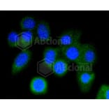 Immunofluorescence - Anti-ARPC5 Antibody (A11317) - Antibodies.com