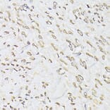 Immunohistochemistry - Anti-Emerin Antibody (A13285) - Antibodies.com