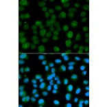 Immunofluorescence - Anti-Emerin Antibody (A13285) - Antibodies.com