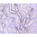 Immunohistochemistry - Anti-Tubulin Beta 2 Antibody (A11320) - Antibodies.com