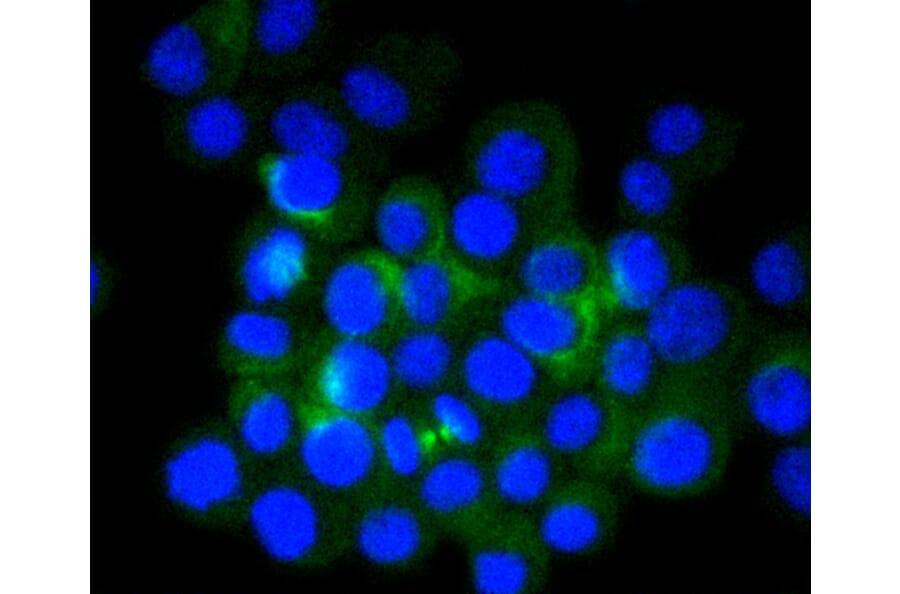 Immunofluorescence - Anti-Tubulin Beta 2 Antibody (A11320) - Antibodies.com
