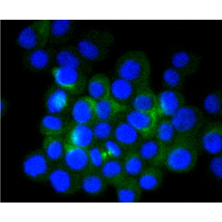 Immunofluorescence - Anti-Tubulin Beta 2 Antibody (A11320) - Antibodies.com
