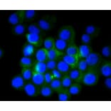 Immunofluorescence - Anti-Tubulin Beta 2 Antibody (A11320) - Antibodies.com