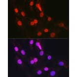 Immunofluorescence - Anti-CTCF Antibody (A13288) - Antibodies.com