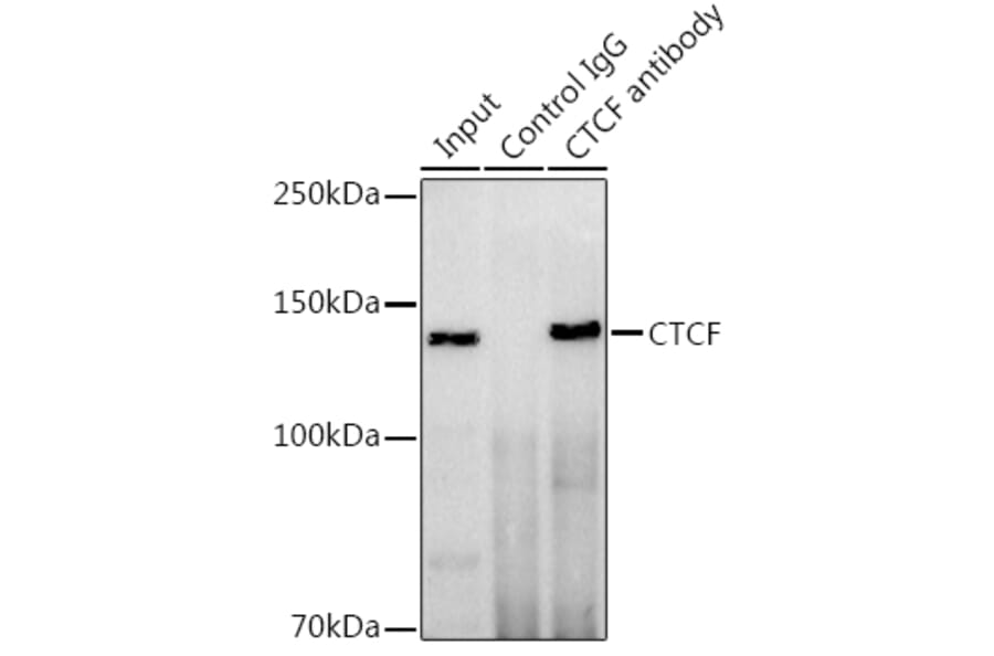 Western Blot - Anti-CTCF Antibody (A13288) - Antibodies.com