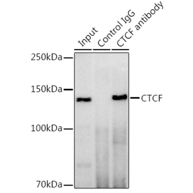 Western Blot - Anti-CTCF Antibody (A13288) - Antibodies.com