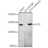 Western Blot - Anti-CTCF Antibody (A13288) - Antibodies.com
