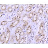 Immunohistochemistry - Anti-PRMT5 Antibody (A11335) - Antibodies.com