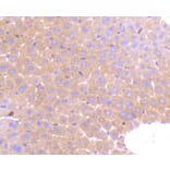 Immunohistochemistry - Anti-PRMT5 Antibody (A11335) - Antibodies.com