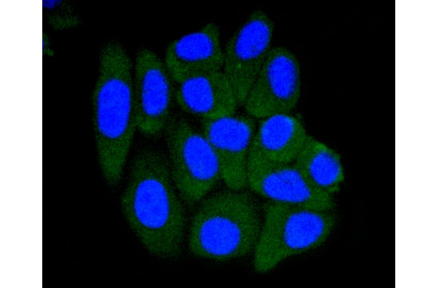 Immunofluorescence - Anti-PRMT5 Antibody (A11335) - Antibodies.com